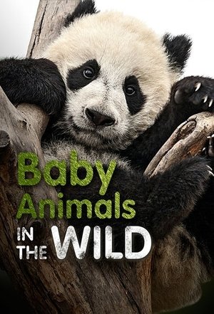 Baby Animals in the Wild Poster