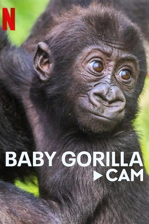 Baby Gorilla Cam Poster